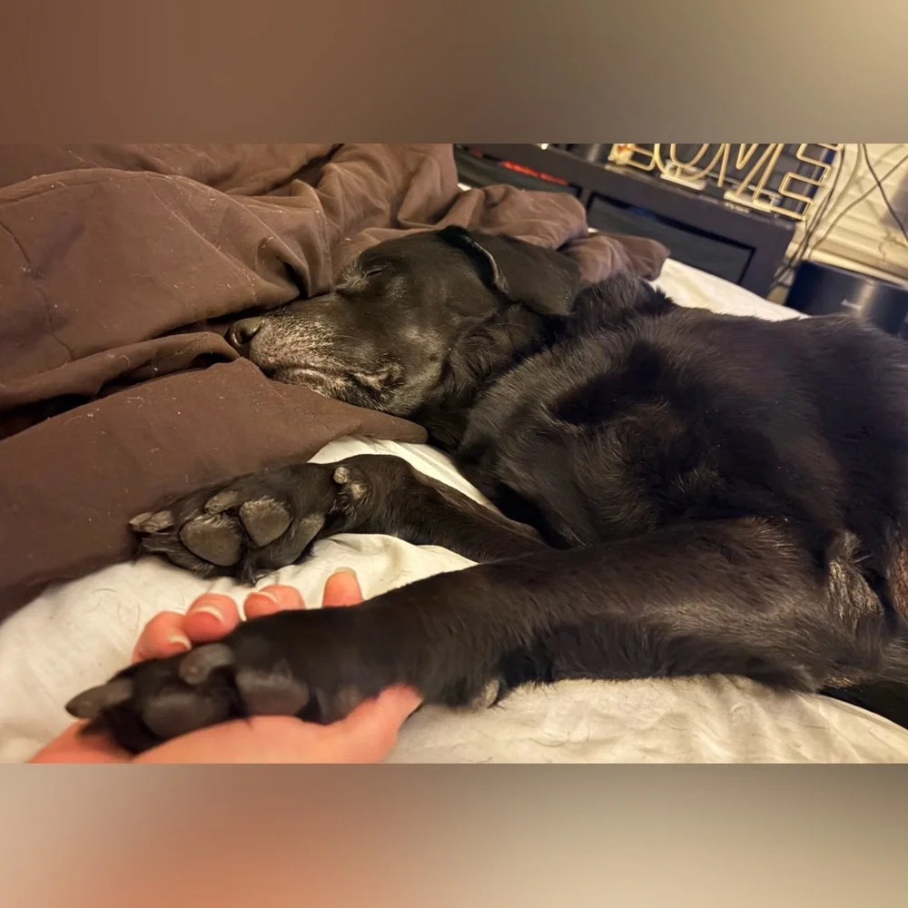 Keychain/Bag Charm For Our Fur Babies Medical Bills💕🐾💕🐾 - Picture 6 of 15